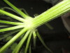 Thumbnail IMG_2006.JPG 