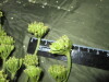 Thumbnail IMG_2008.JPG 