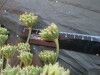 Thumbnail IMG_2009.JPG 