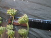 Thumbnail IMG_2010.JPG 