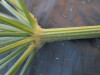 Thumbnail IMG_2011.JPG 