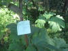 Thumbnail IMG_8148.JPG 