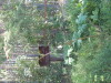 Thumbnail IMG_8152.JPG 