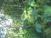 Thumbnail IMG_8153.JPG 