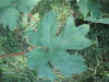 Thumbnail IMG_8154.JPG 