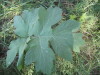 Thumbnail IMG_8155.JPG 