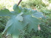 Thumbnail IMG_8156.JPG 