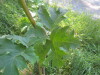 Thumbnail IMG_8157.JPG 