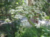 Thumbnail IMG_8159.JPG 