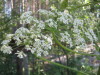 Thumbnail IMG_8160.JPG 