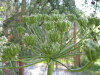 Thumbnail IMG_8161.JPG 