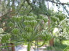 Thumbnail IMG_8162.JPG 