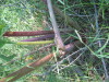 Thumbnail IMG_8163.JPG 