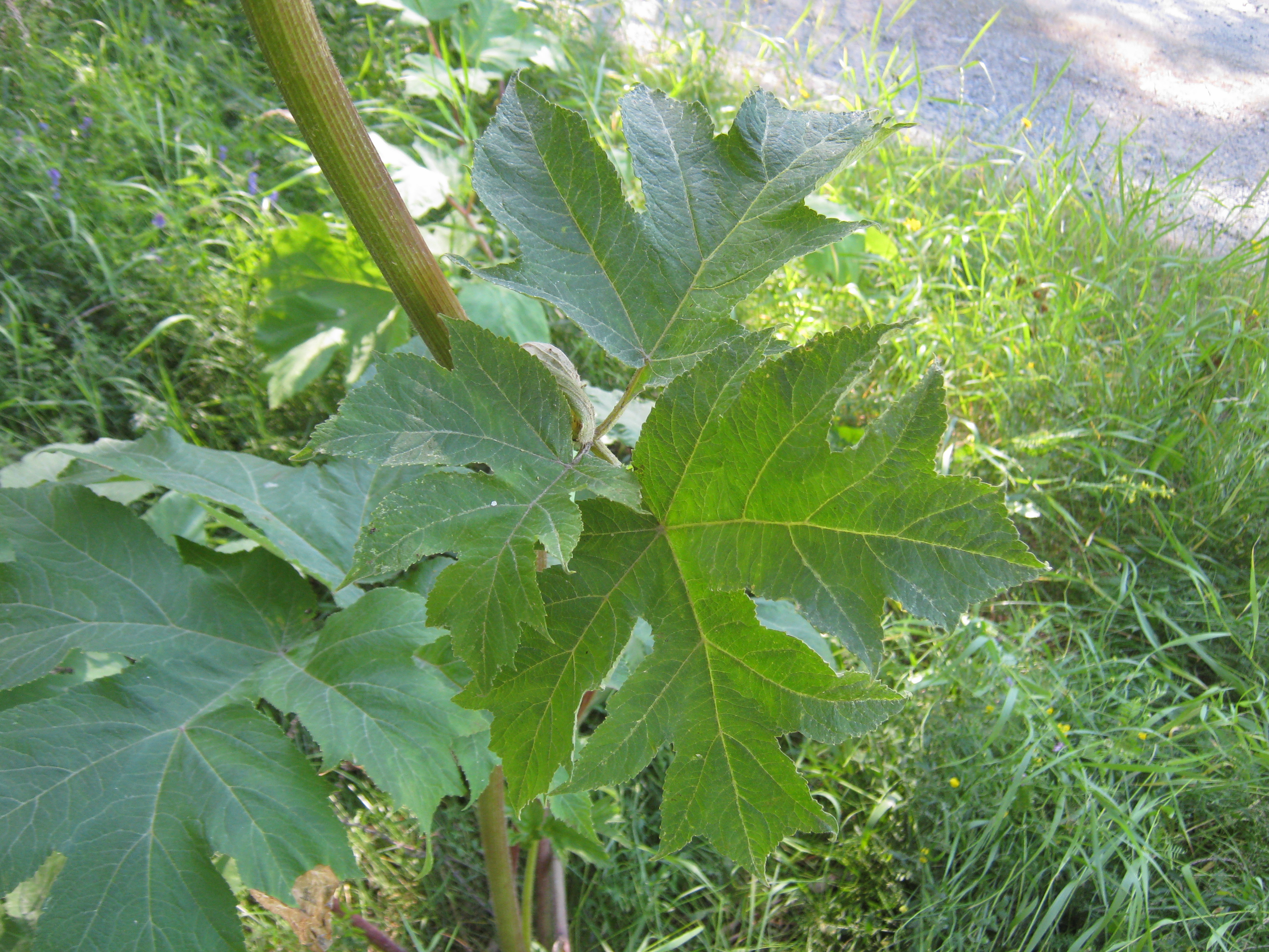 IMG_8157.JPG 