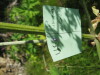 Thumbnail IMG_8167.JPG 