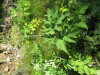 Thumbnail IMG_8170.JPG 