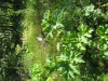Thumbnail IMG_8171.JPG 