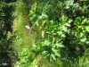 Thumbnail IMG_8172.JPG 