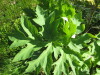 Thumbnail IMG_8174.JPG 