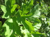 Thumbnail IMG_8175.JPG 