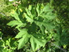 Thumbnail IMG_8176.JPG 