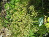 Thumbnail IMG_8177.JPG 