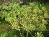 Thumbnail IMG_8178.JPG 