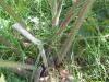 Thumbnail IMG_8179.JPG 