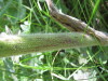 Thumbnail IMG_8180.JPG 