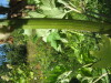 Thumbnail IMG_8181.JPG 