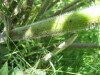 Thumbnail IMG_8182.JPG 