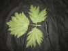 Thumbnail IMG_1973.JPG 