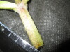 Thumbnail IMG_1975.JPG 