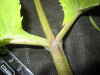 Thumbnail IMG_1976.JPG 
