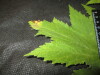 Thumbnail IMG_1977.JPG 