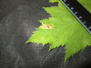 Thumbnail IMG_1979.JPG 