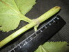 Thumbnail IMG_1980.JPG 