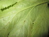 Thumbnail IMG_1981.JPG 
