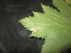 Thumbnail IMG_1982.JPG 