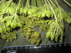 Thumbnail IMG_1985.JPG 