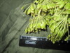 Thumbnail IMG_1986.JPG 