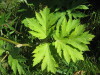 Thumbnail IMG_8189.JPG 