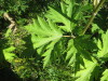 Thumbnail IMG_8190.JPG 