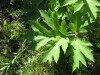 Thumbnail IMG_8192.JPG 