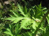 Thumbnail IMG_8193.JPG 