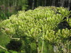 Thumbnail IMG_8194.JPG 