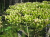 Thumbnail IMG_8195.JPG 