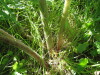 Thumbnail IMG_8196.JPG 