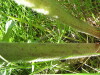 Thumbnail IMG_8197.JPG 