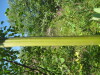 Thumbnail IMG_8199.JPG 